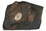 Paleocene Fossil Seed Pod - North Dakota #262293-1